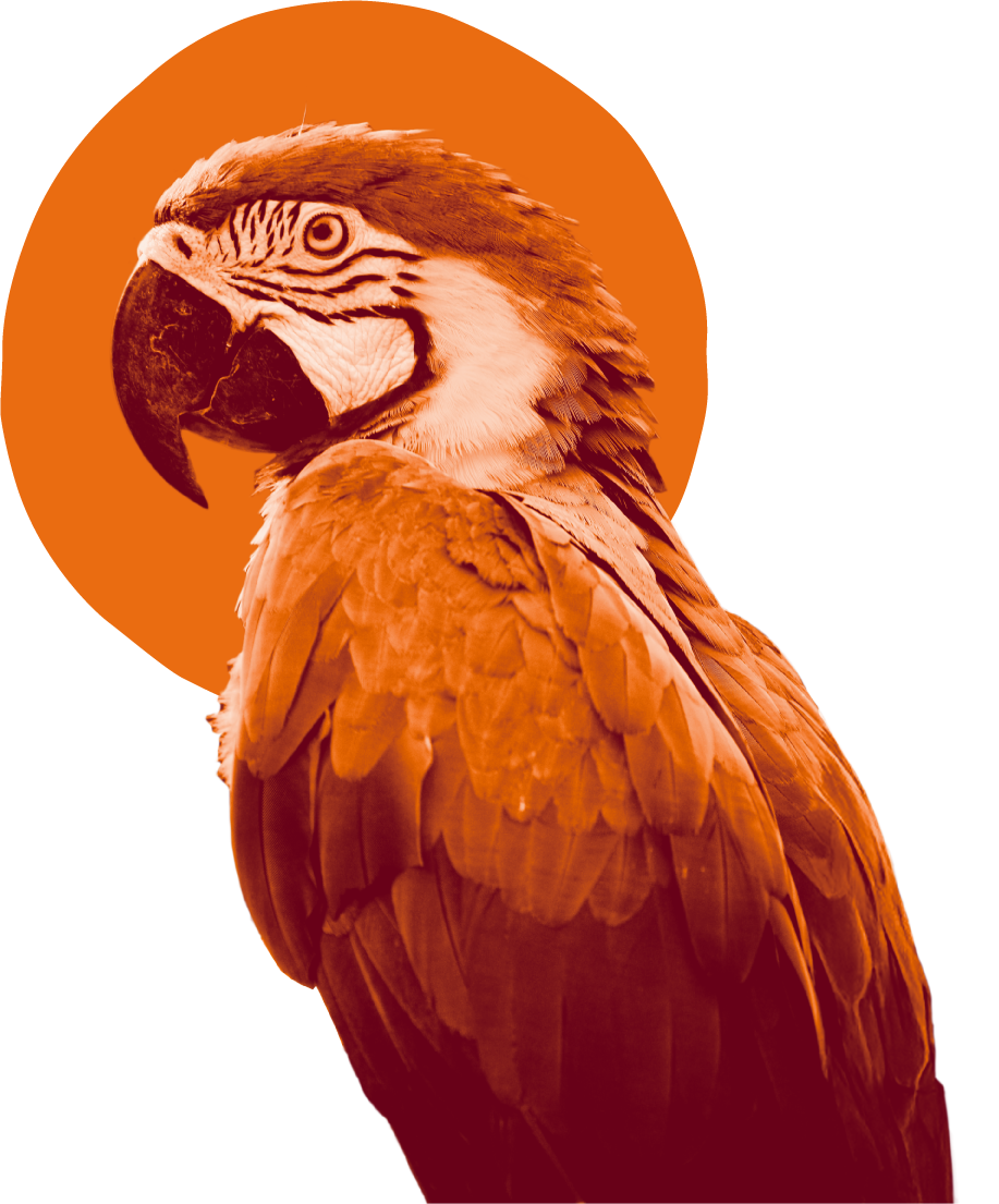 Arara