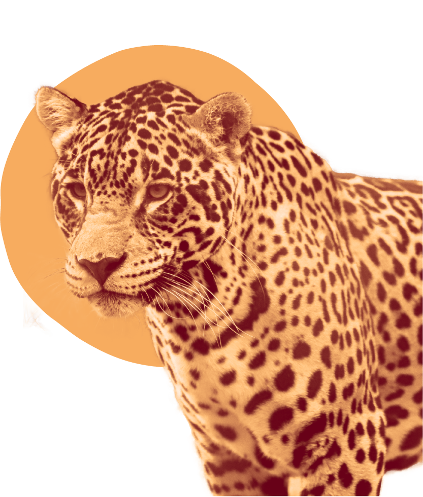 Onça